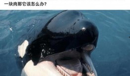 蓝鲸黑肉爆料视频下载,视频爆料背后的惊人真相