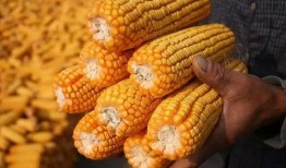 爆料玉米棒子做吃的视频,创意视频教你美味变身