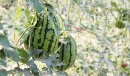 出事的网红吃瓜