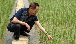 吃瓜爆料袁隆平视频全集,揭秘农业巨擘的智慧人生与科研历程