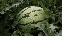 2023年6月网红吃瓜,盘点热门事件与幕后真相