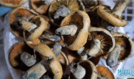 野生菌爆料视频大全集,视频大全集揭秘奇珍异菌世界