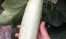 出事的网红吃瓜