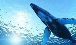 蓝鲸黑肉爆料视频下载,视频爆料背后的惊人真相