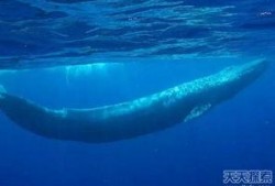 蓝鲸黑肉爆料视频下载,视频爆料背后的惊人真相